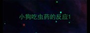 小狗吃虫药的反应