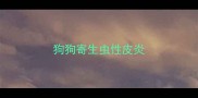 狗狗寄生虫性皮炎
