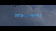 南京转让小狗信息