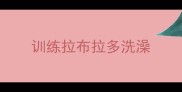 训练拉布拉多洗澡