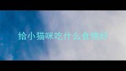 给小猫咪吃什么食物好