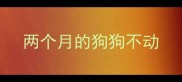 两个月的狗狗不动
