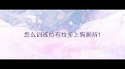 怎么训练拉布拉多上狗厕所