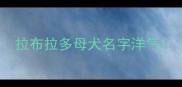 拉布拉多母犬名字洋气