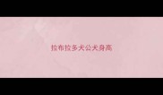 拉布拉多犬公犬身高
