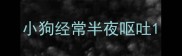 小狗经常半夜呕吐
