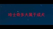 哈士奇多大属于成犬
