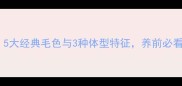 拉布拉多全5大经典毛色与3种体型特征养前必看的品种指南