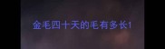 金毛四十天的毛有多长