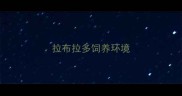 拉布拉多饲养环境