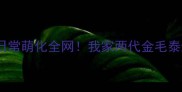 小泰迪与大泰迪互动日常萌化全网我家两代金毛泰迪的治愈系相处法则