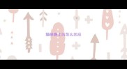 猫咪晚上叫怎么回应