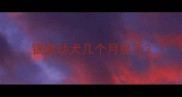 银狐幼犬几个月换毛