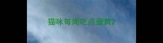 猫咪每周吃点蛋黄