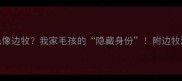 背上有黑白毛像边牧我家毛孩的隐藏身份附边牧混血护理指南