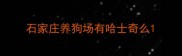 石家庄养狗场有哈士奇么