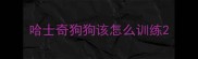 哈士奇狗狗该怎么训练