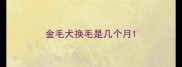 金毛犬换毛是几个月