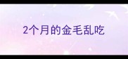2个月的金毛乱吃