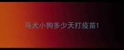 马犬小狗多少天打疫苗