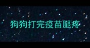 狗狗打完疫苗腿疼