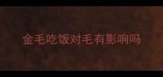 金毛吃饭对毛有影响吗