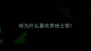 哈为什么喜欢养哈士奇