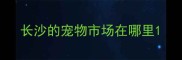 长沙的宠物市场在哪里