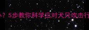 幼犬咬人怎么办5步教你科学应对犬只攻击行为及预防措施