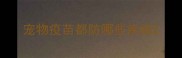 宠物疫苗都防哪些疾病