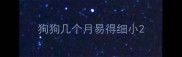 狗狗几个月易得细小