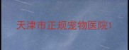 天津市正规宠物医院