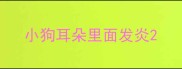 小狗耳朵里面发炎