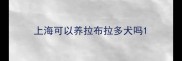 上海可以养拉布拉多犬吗