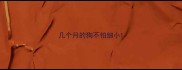 几个月的狗不怕细小