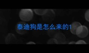泰迪狗是怎么来的