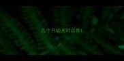 几个月幼犬可以养