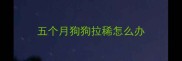 五个月狗狗拉稀怎么办
