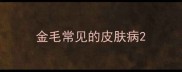 金毛常见的皮肤病