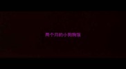 两个月的小狗狗饭