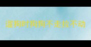 遛狗时狗狗不走拉不动