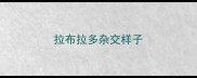 拉布拉多杂交样子