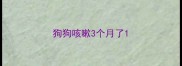 狗狗咳嗽3个月了