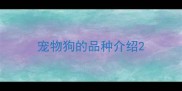宠物狗的品种介绍