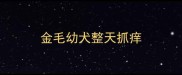 金毛幼犬整天抓痒