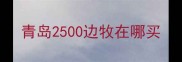 青岛2500边牧在哪买