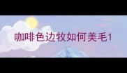 咖啡色边牧如何美毛