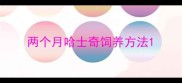 两个月哈士奇饲养方法