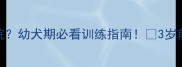 拉布拉多几岁能看家护院幼犬期必看训练指南3岁前别让狗狗当看门狗