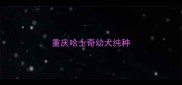 重庆哈士奇幼犬纯种